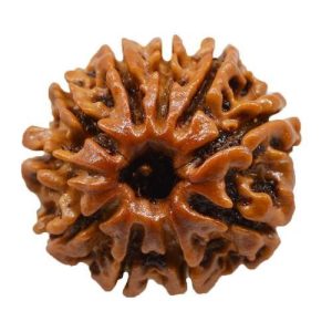 10 Mukhi Rudraksha