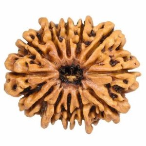 12 Mukhi Rudraksha