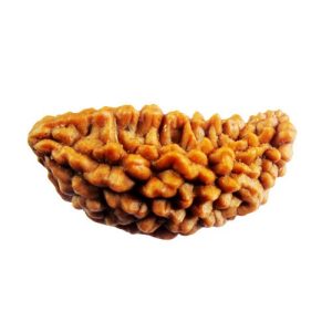 1 Mukhi Rudraksha